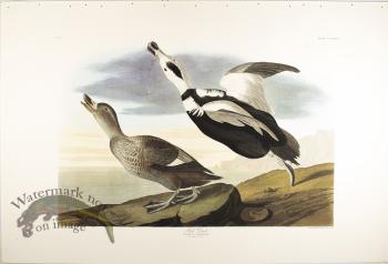 Pied Duck